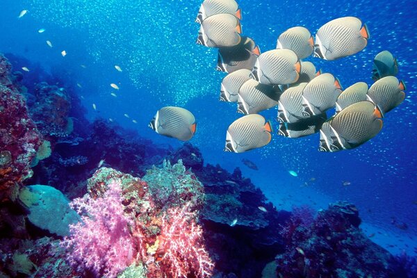 Shoal of fish next to corals