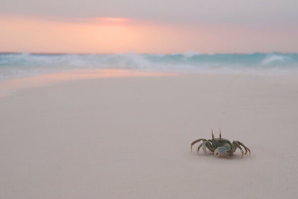 Crab walks on the evening beach