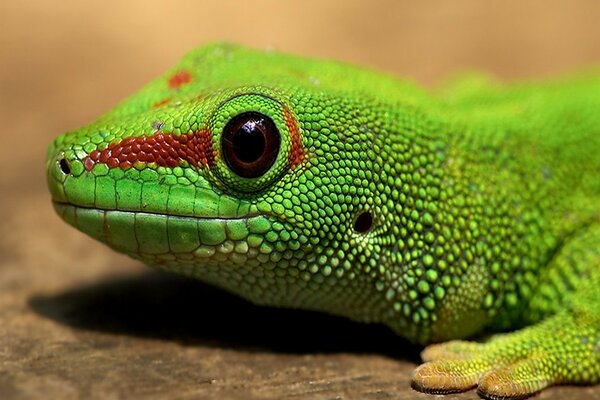 Lézard aux yeux photo réussie