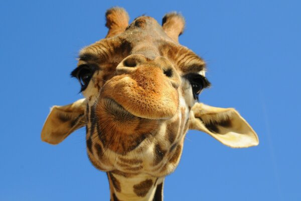 Giraffe s muzzle against the blue sky