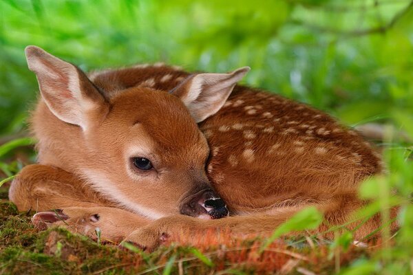 Le petit Bambi se cache dans l herbe