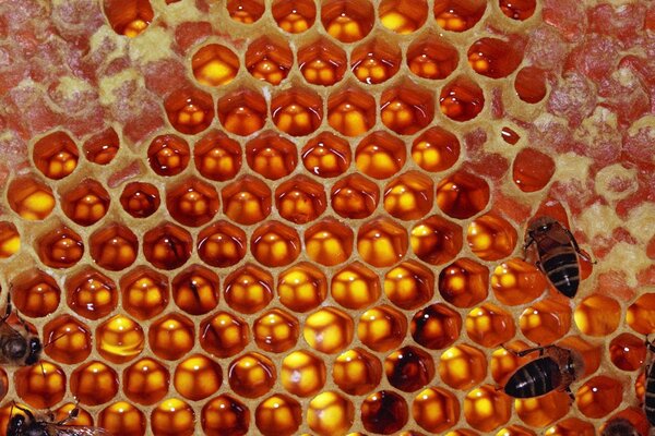 Las abejas en el panal de miel dulce