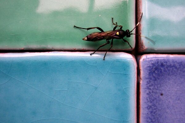 The beetle is sitting on a multicolored tile