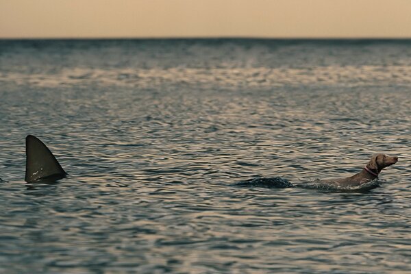 Hai jagen einen Hund im Meer