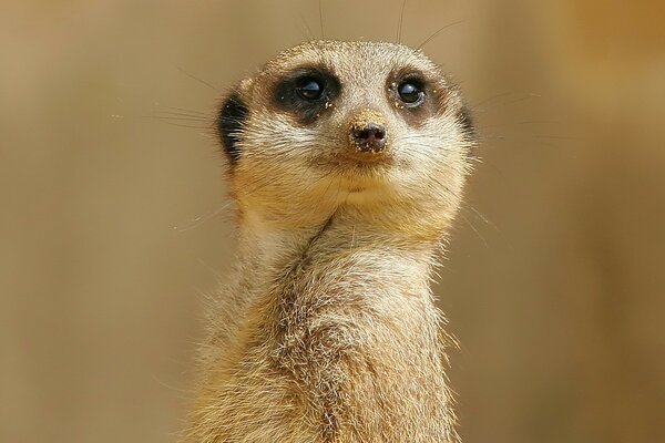 The meerkat looks around the sandy surroundings