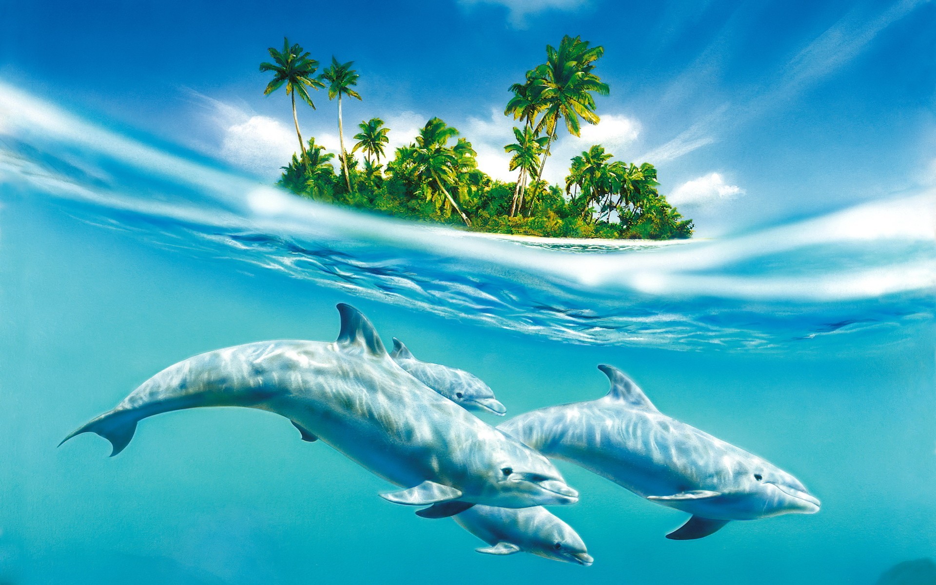 dolphins island water