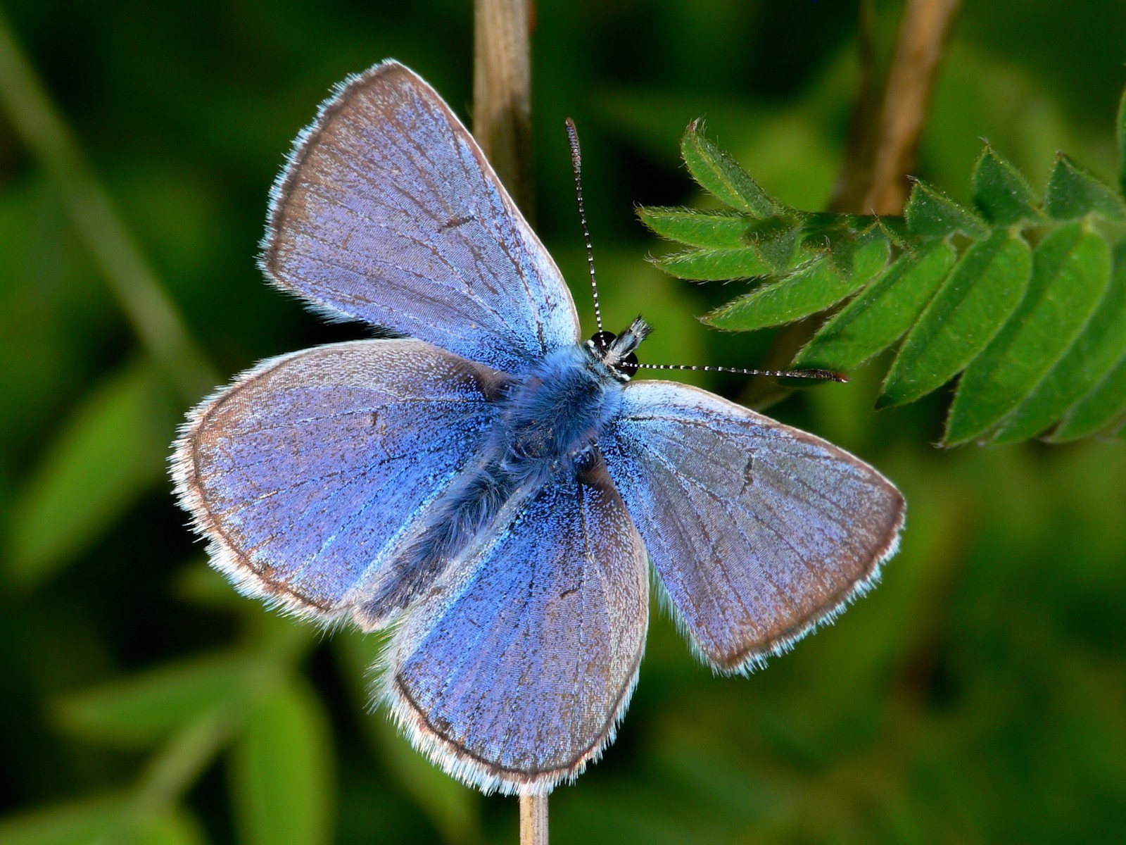 motyl zielony niebieski