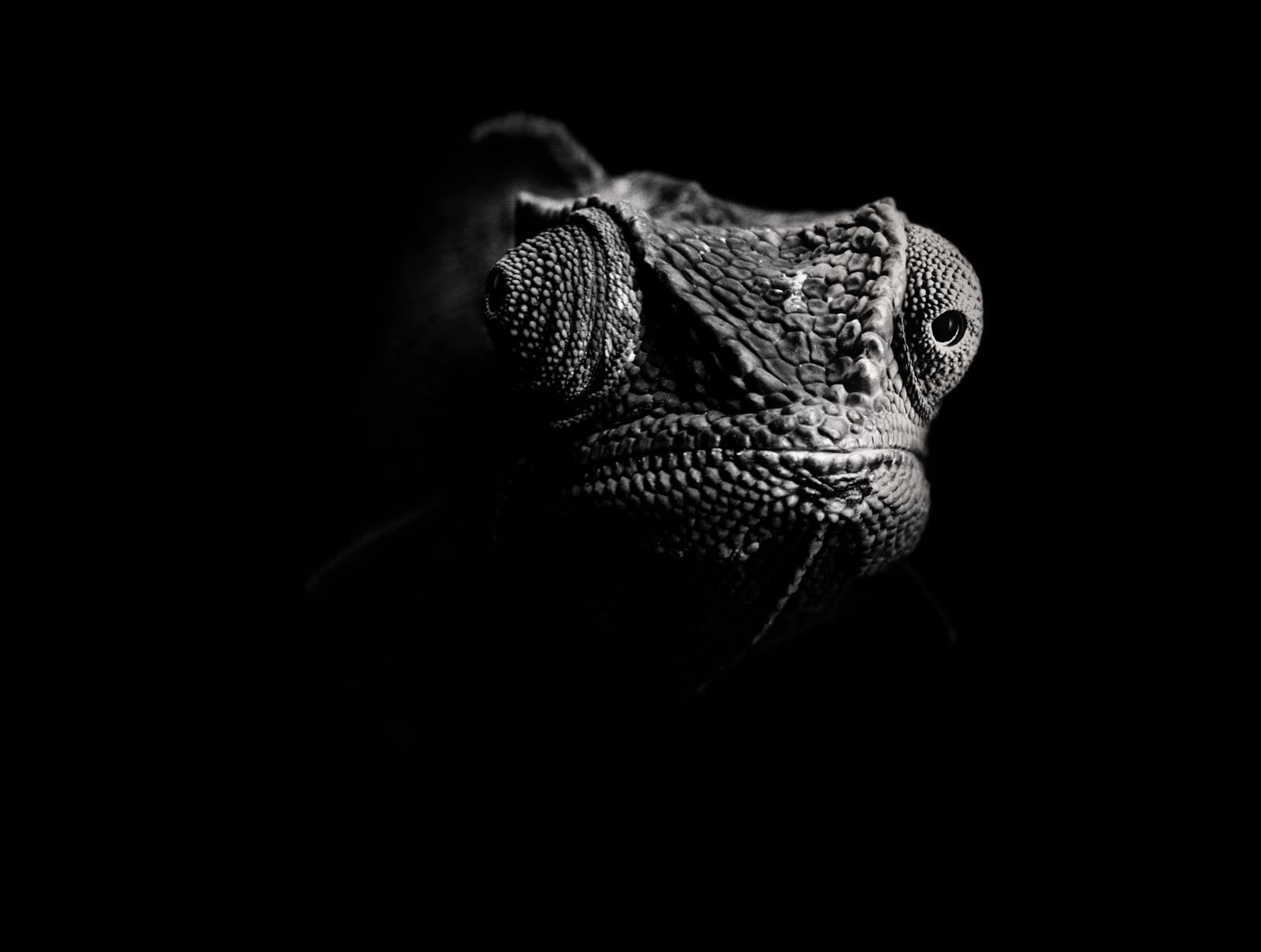 noir et blanc lézard caméléon