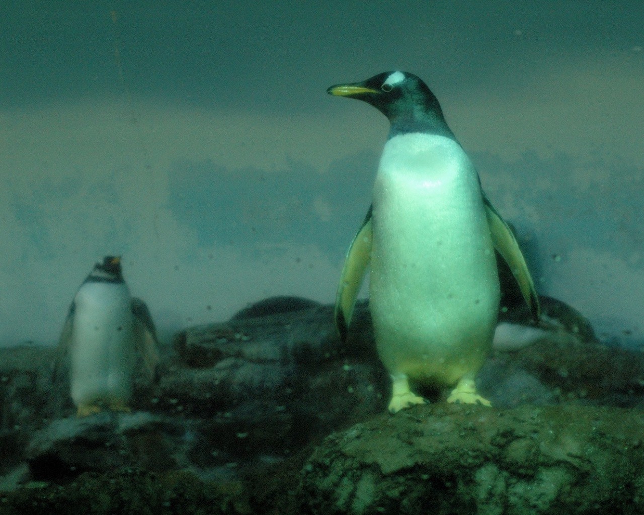 pingüinos gotas piedras