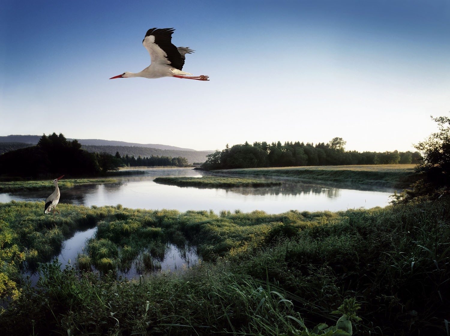 teich vogel storch see