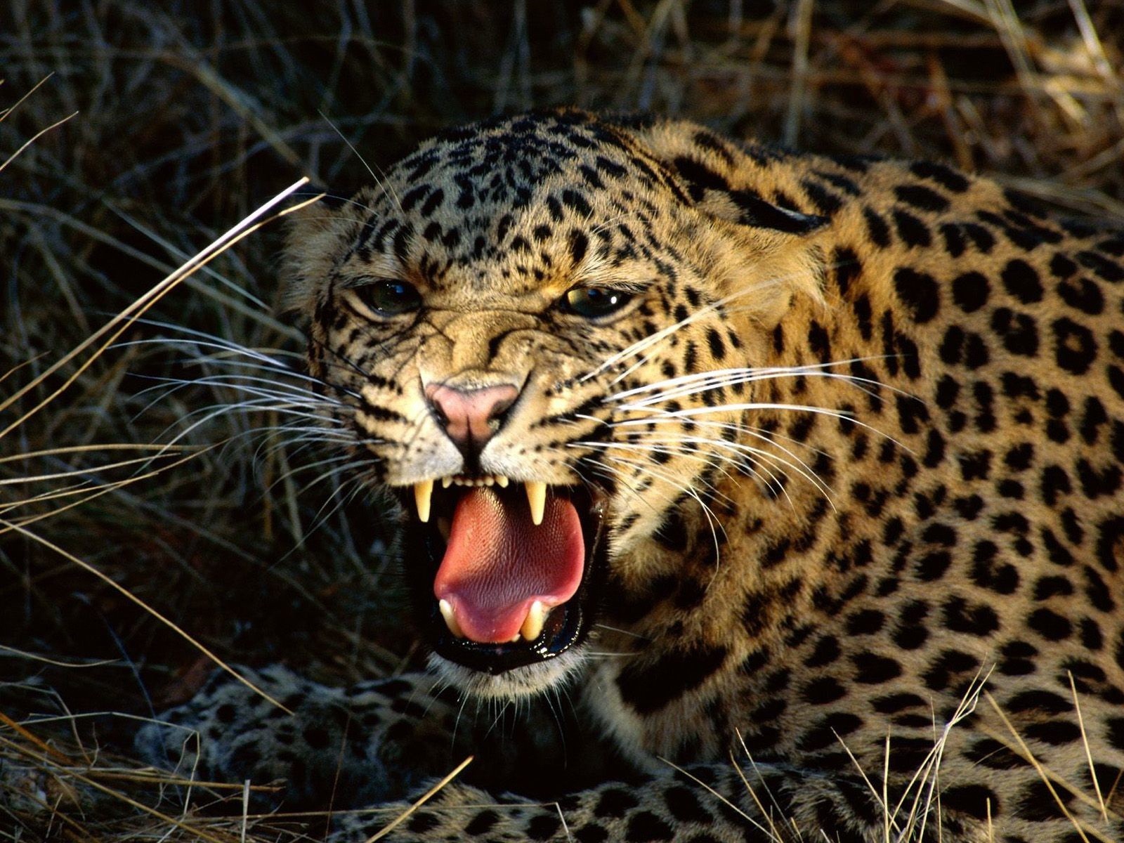 leopardo sonrisa colmillos