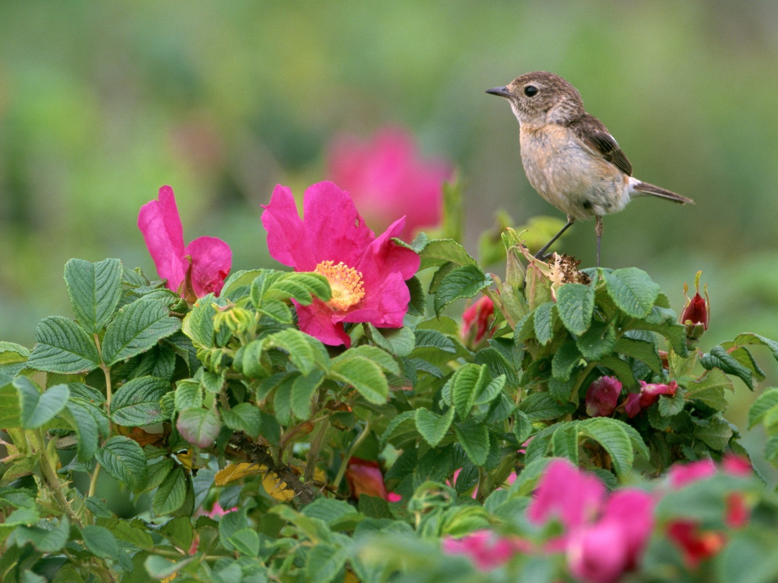 pájaro flores hojas