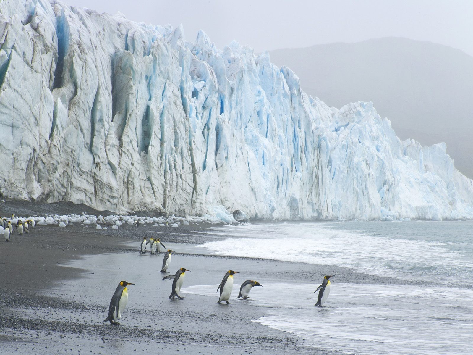 pingouins glacier vagues