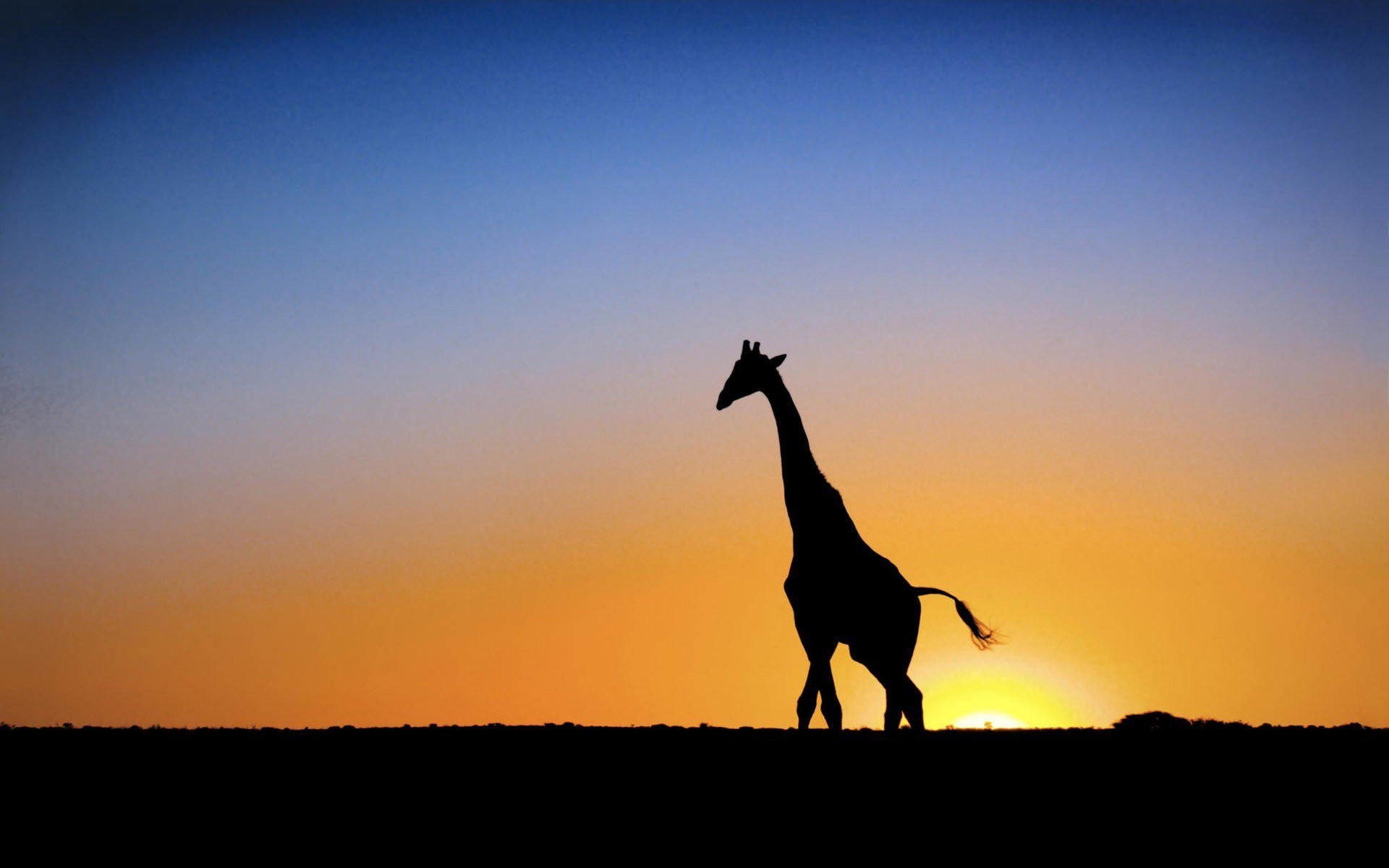 soleil girafe coucher de soleil