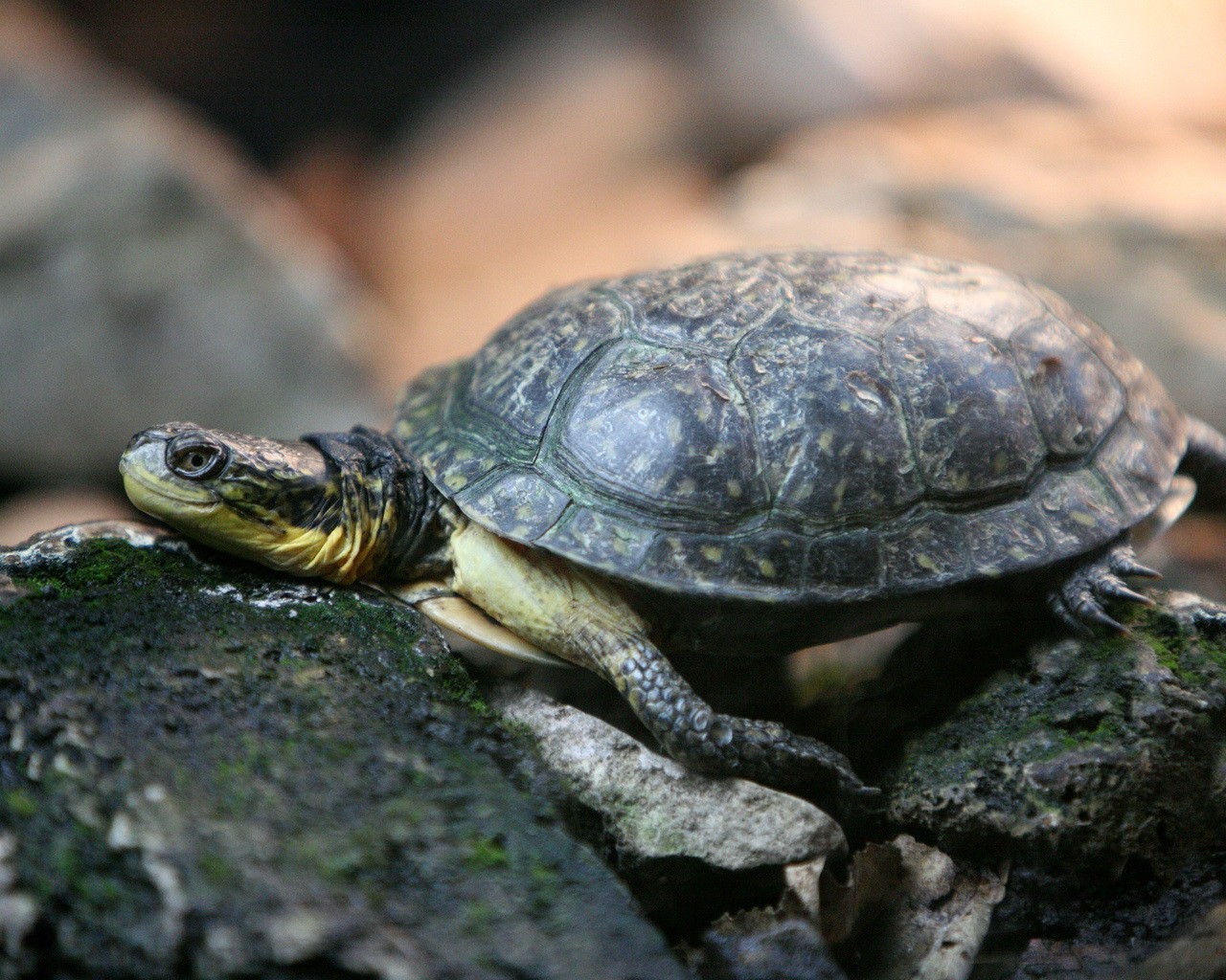 schildkröte steine