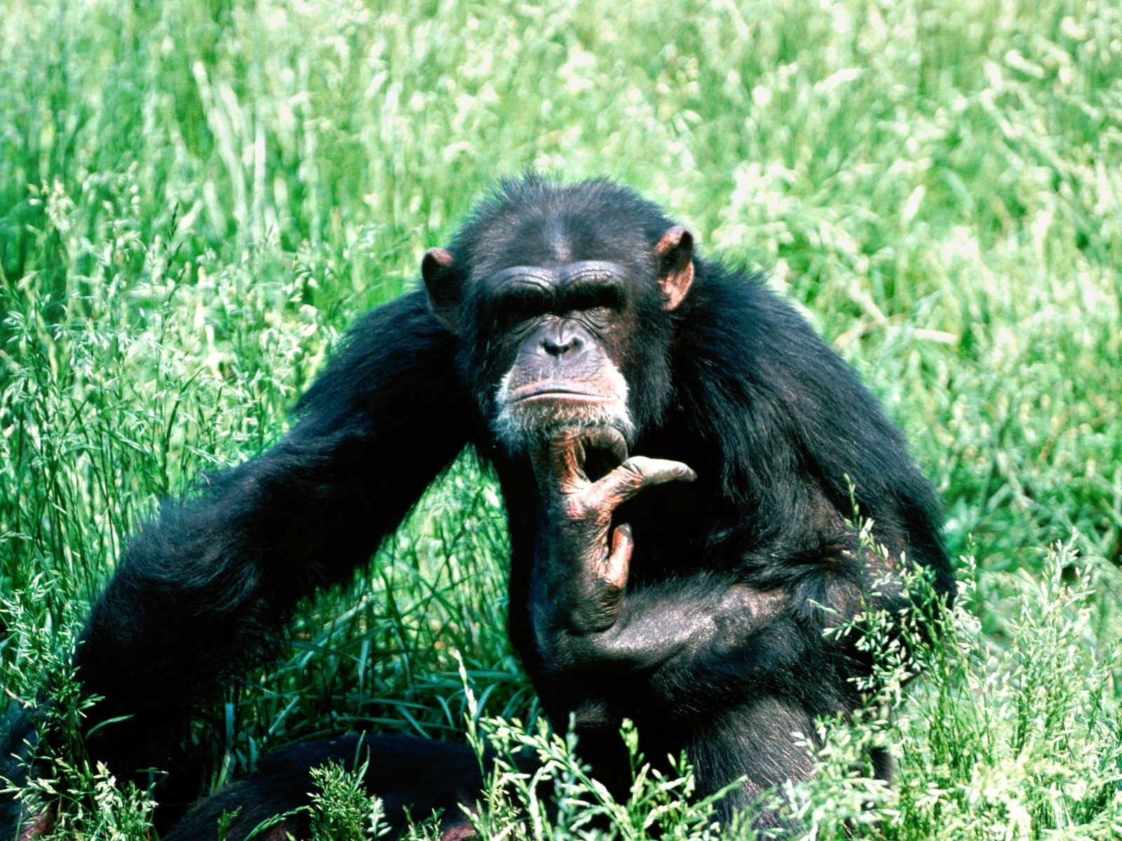 chimpancé piensa hierba