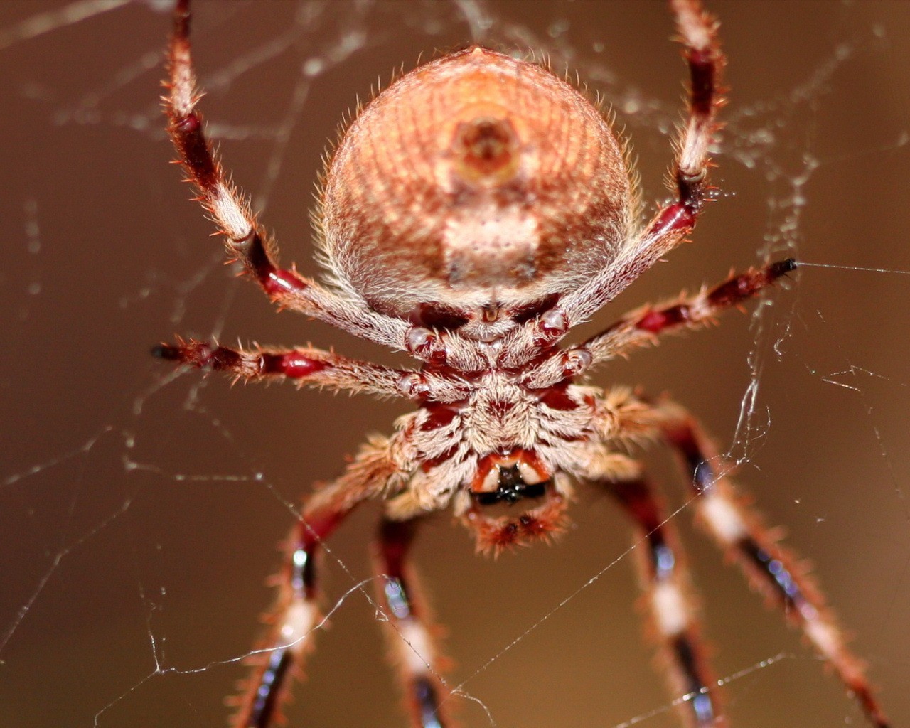 spinne spinnennetz haare