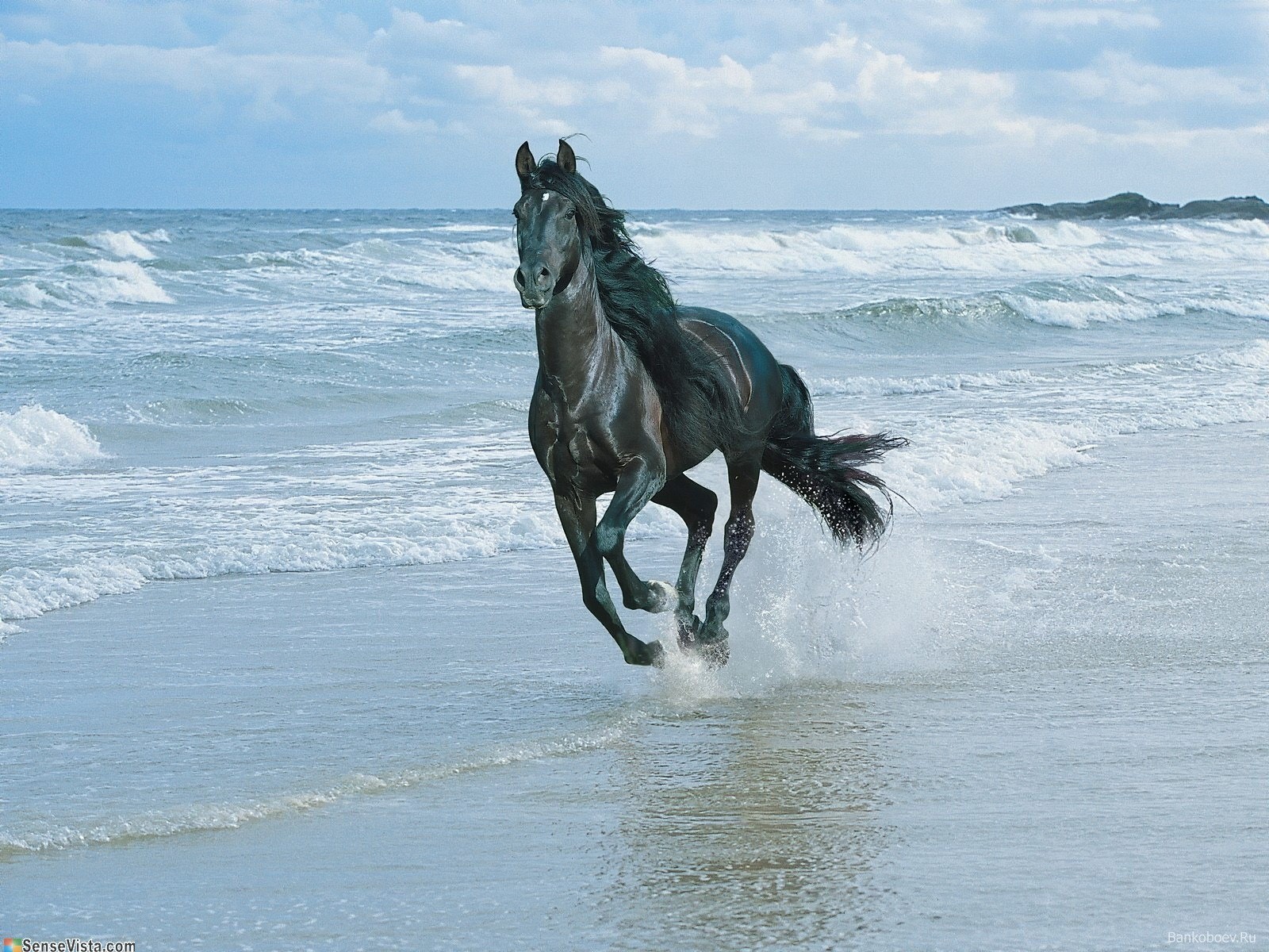 olas mar caballo