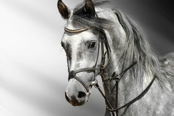 Tête de cheval dans les tons gris