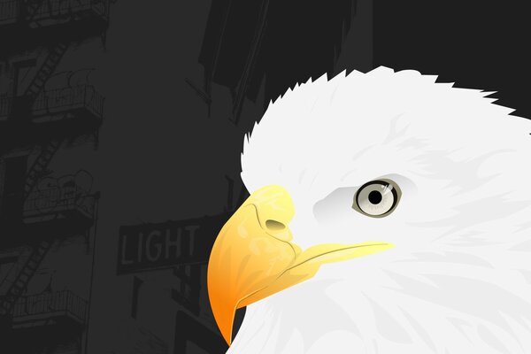 A white eagle with a yellow beak on a black background