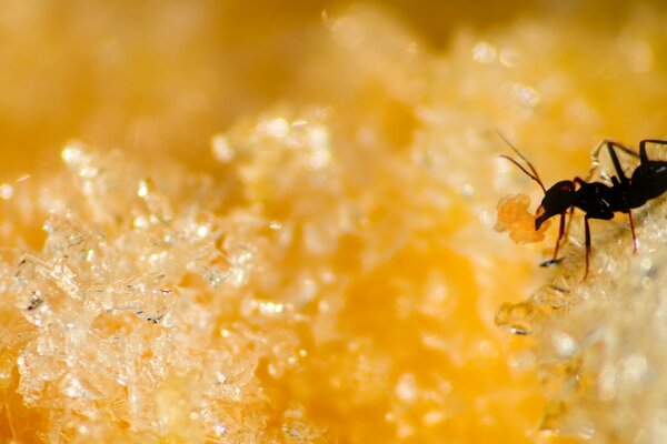 Hormiga negra sobre azúcar amarillo