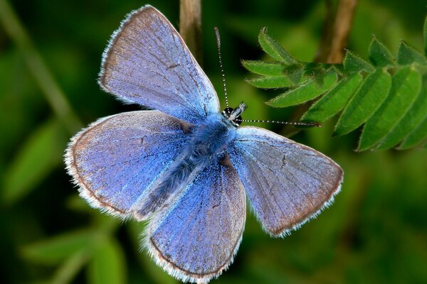 Mariposa azul entre las hojas verdes