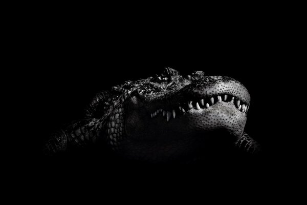 The toothy mouth of a crocodile on a black background