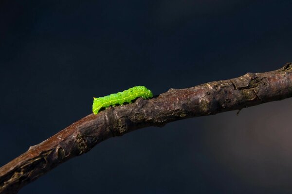 Chenille verte sur une branche d arbre