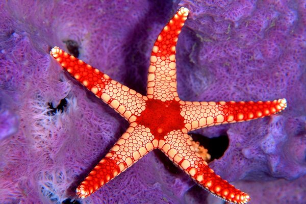 Yellow-red starfish on a lilac background