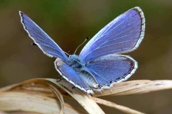 Blauer Schmetterling auf trockenem Blatt