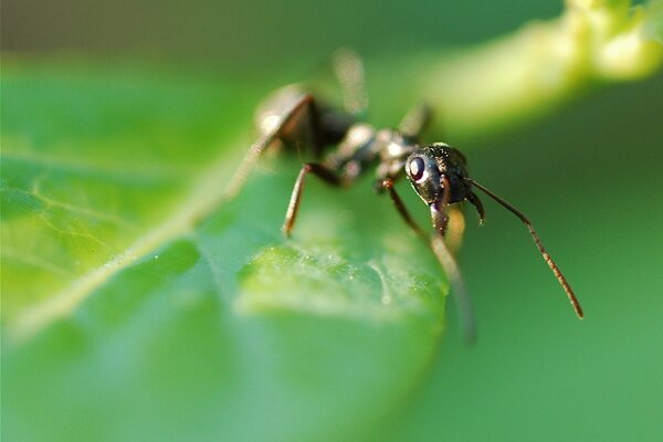 Photo of an ant on a green leaf