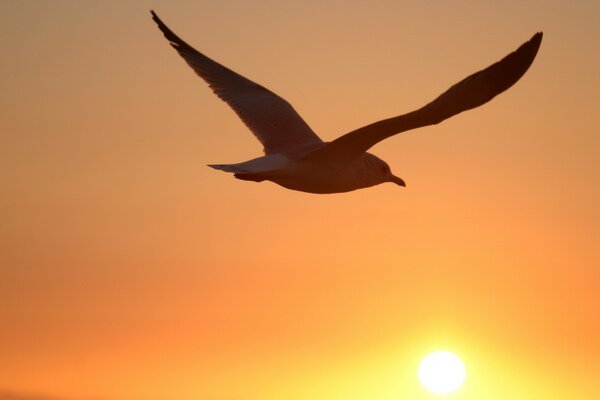 Photo on the background of the sun birds and seagulls