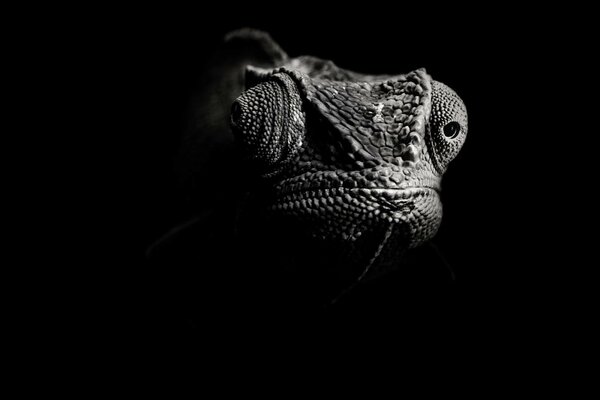 Black and white chameleon photo