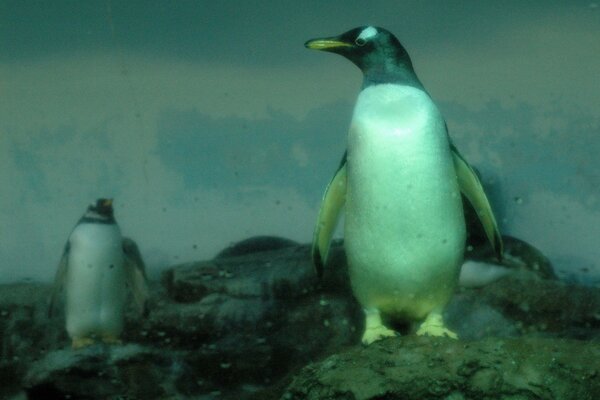 Harte Pinguine auf kalten Steinen