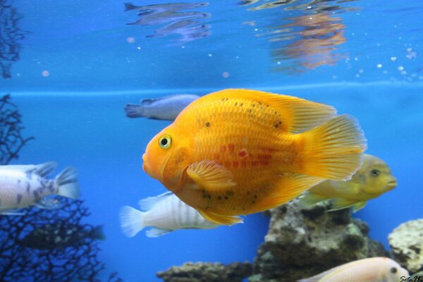 Loro de pescado brillante entre amigos en el acuario