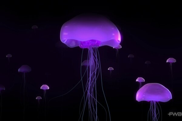 Méduses violettes sur fond noir