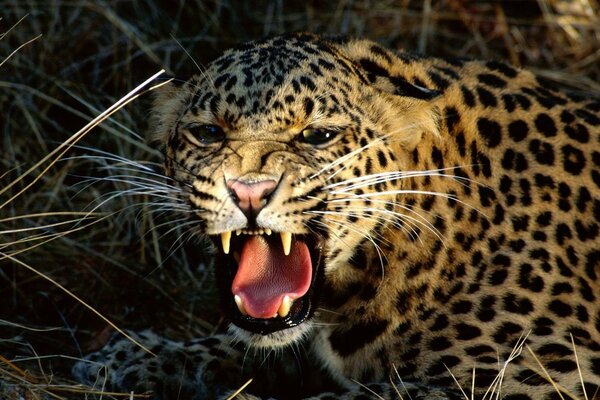 Sonrisa de leopardo entre ramas secas