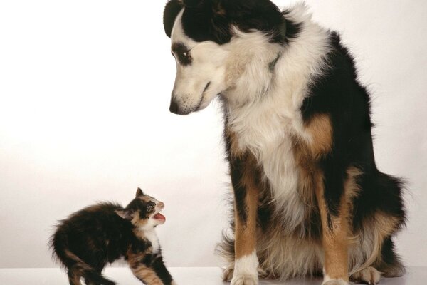 Kleines Kätzchen hat Angst vor dem Hund