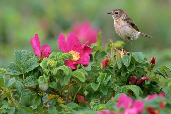 Un oiseau est assis sur un buisson d églantier