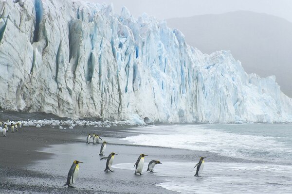 Penguin beach at the blue glacier