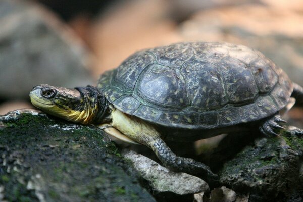 Cute turtle is lying on the rocks