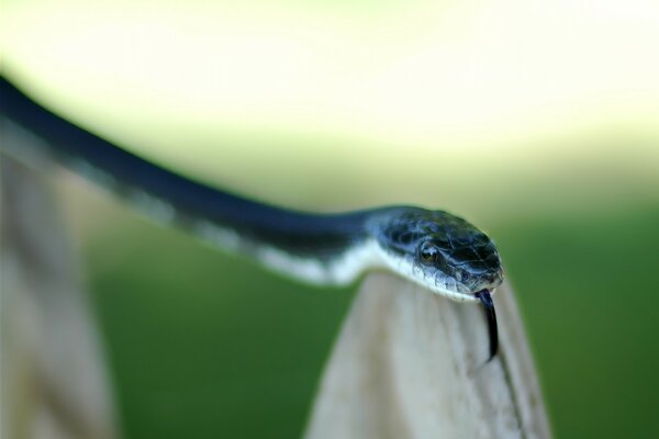 The snake stuck out its tongue on a green blurry background