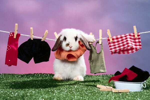 Lapin dans les vêtements sur la corde avec des pinces à linge