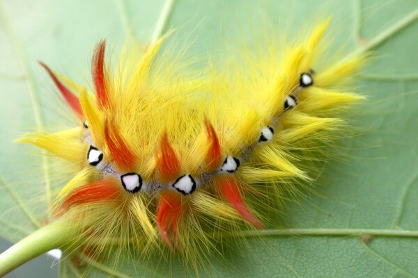 Fluffy caterpillar on the back of the leaf