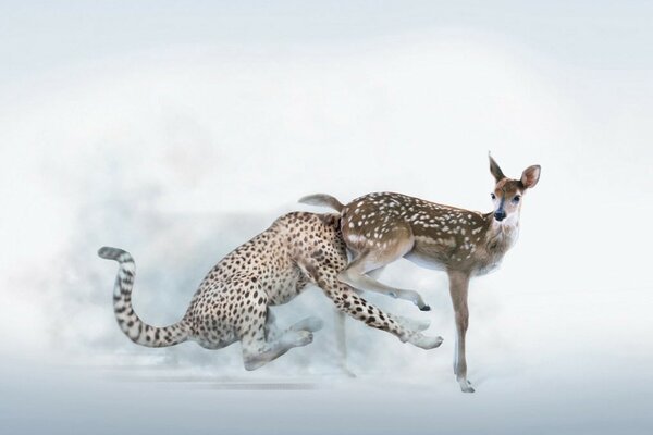 Ein Hirsch und ein Leopard, ein seltsames Treffen