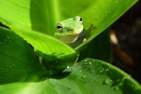 Ein kleiner Frosch sitzt auf einem grünen Blatt