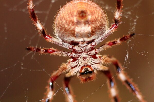 Araña peluda teje sus redes