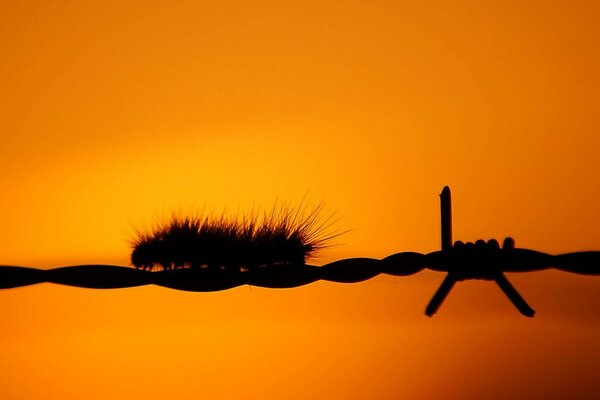 Chenille rampant sur un fil sur un fond orange