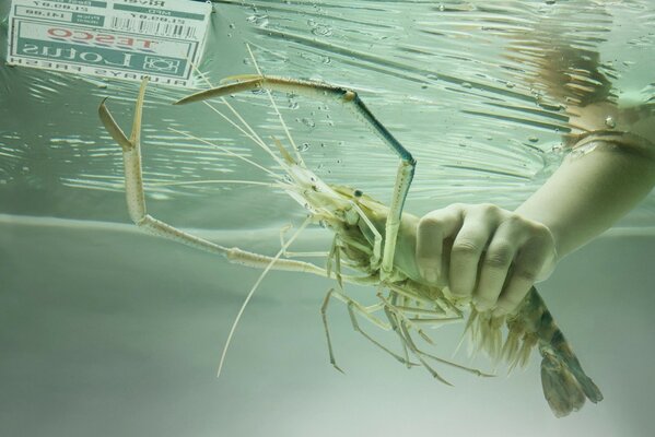 Pesca dell aragosta con le mani dall acqua