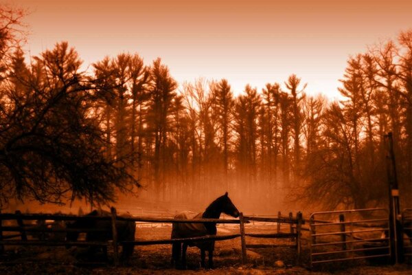 A horse in a pen in a sepia filter